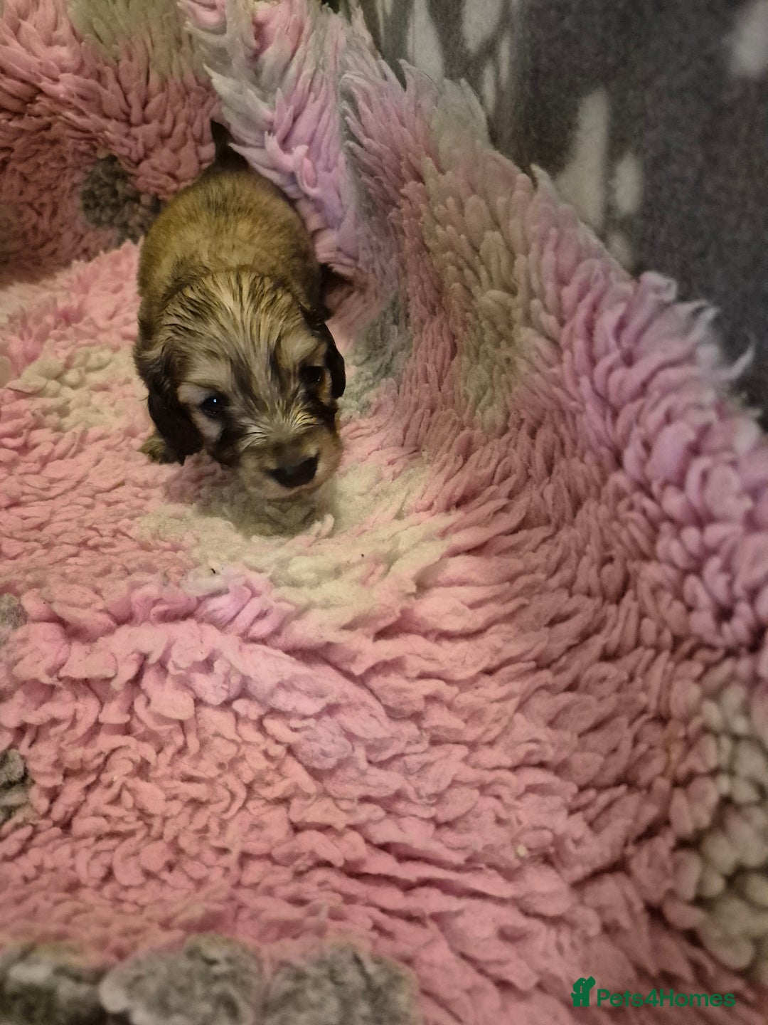 Dachshund dogs for sale: Kc boy dachshund  - Image 9