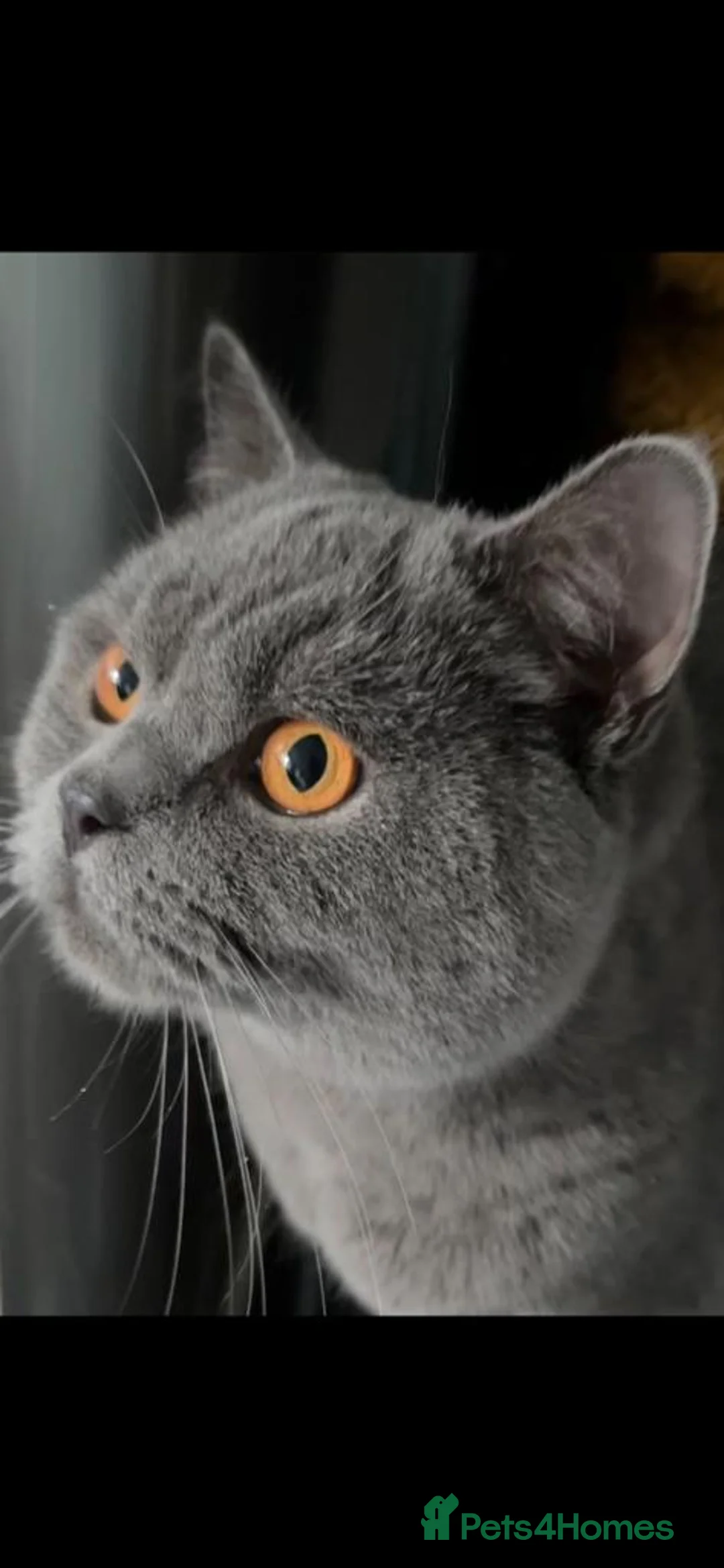 British Shorthair cats for stud: 🩶 British Shorthair Stud  in Alloa - Advert 12