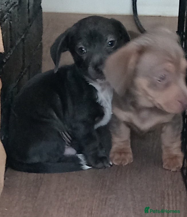 Dachshund dogs Beautiful miniature / fabulous colours  - Advert 1