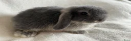 Mini Lop rabbits for sale: Mini Lops Ready To Leave Now  - Advert 3