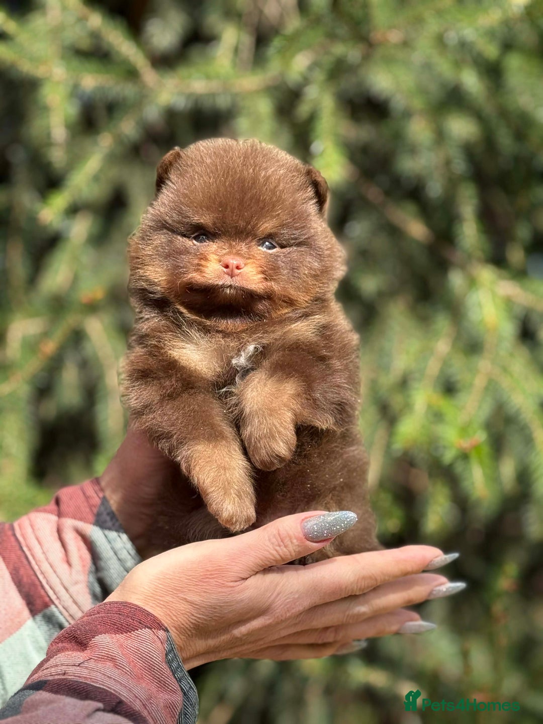 Pomeranian dogs for stud: Top quality proven Pomeranian stud  - Advert 16