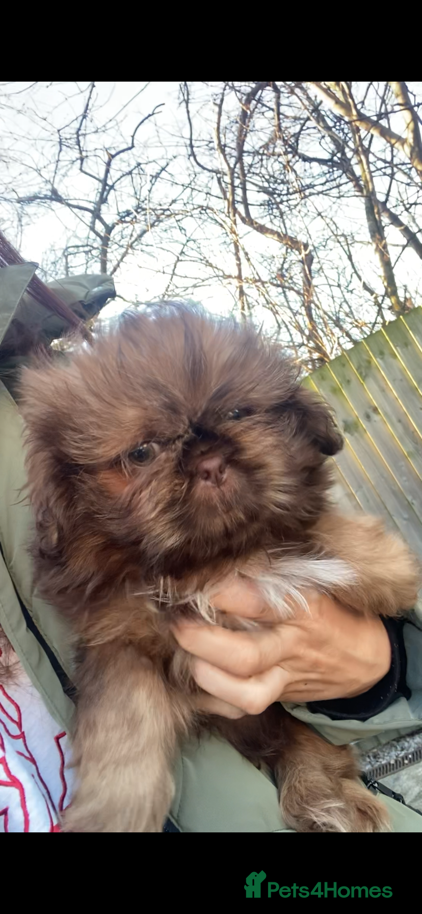 Shih Tzu dogs Chocolate imperial shihtzu puppies READY NOW - Advert 16