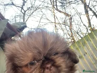 Shih Tzu dogs Chocolate imperial shihtzu puppies READY NOW - Advert 16