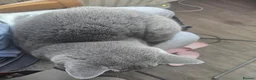 British Shorthair cats for sale: Blue British shorthair female (2y old) in Northwich - Advert 13