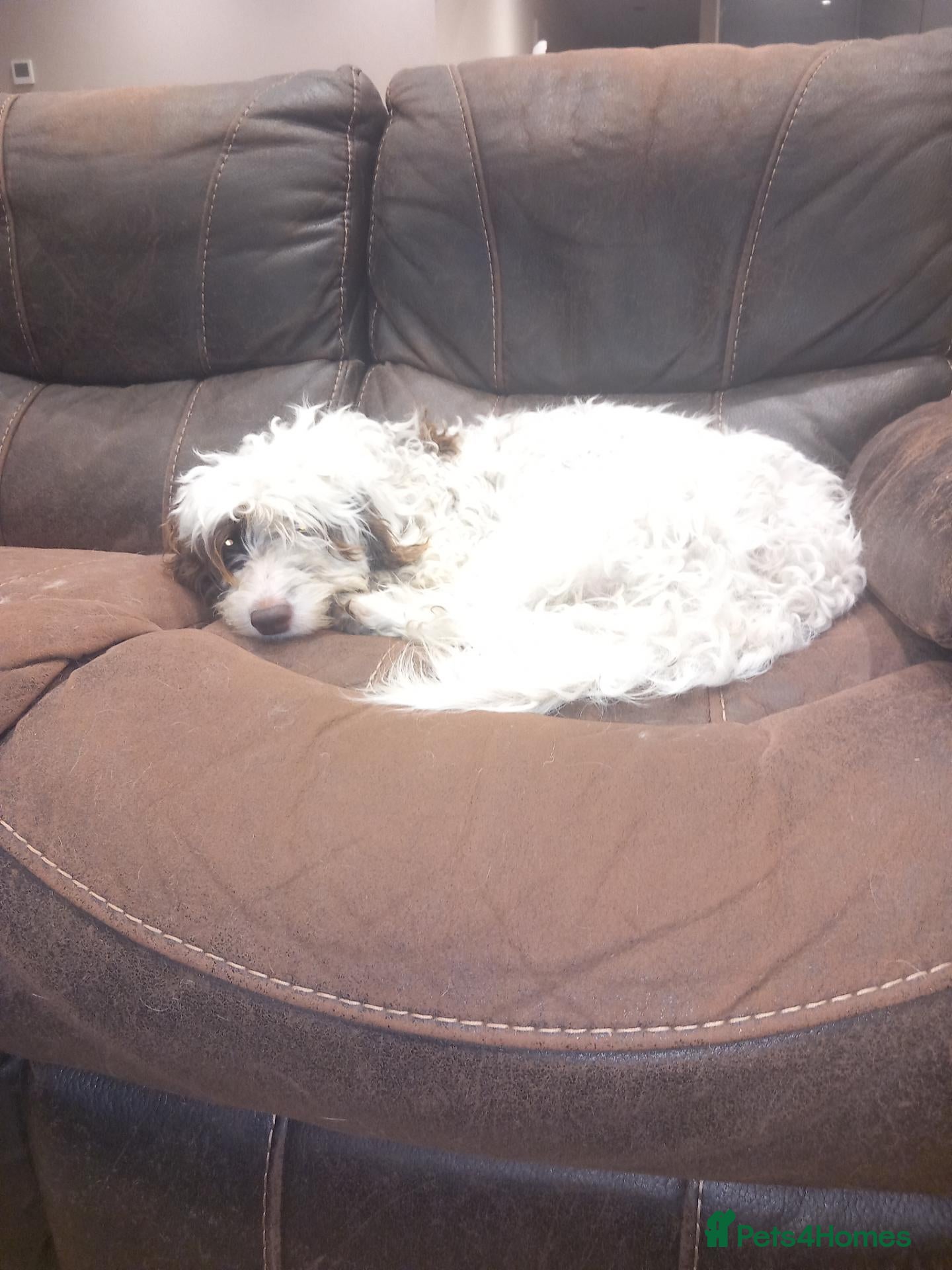 Cockapoo dogs for sale: RARE PARTI COLOUR F2 COCKAPOO PUPPIES  - Advert 19
