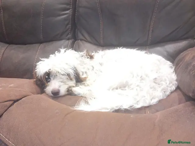 Cockapoo dogs for sale: RARE PARTI COLOUR F2 COCKAPOO PUPPIES - Advert 19