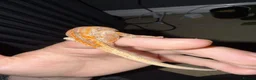 Gecko reptiles for sale: 5 Month old Orange Gargoyle Gecko - Advert 3