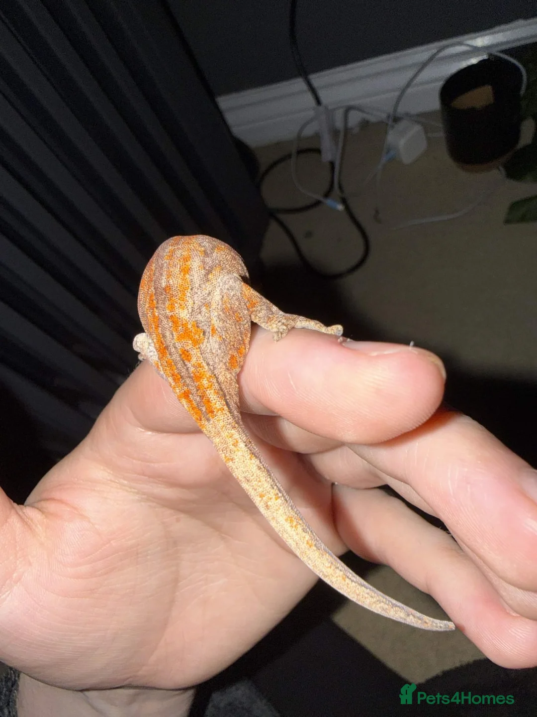 Gecko reptiles for sale: 5 Month old Orange Gargoyle Gecko - Advert 3
