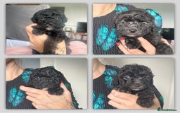 Shihpoo dogs for sale: Shihpoo 3 boys/1 girl - Advert 1