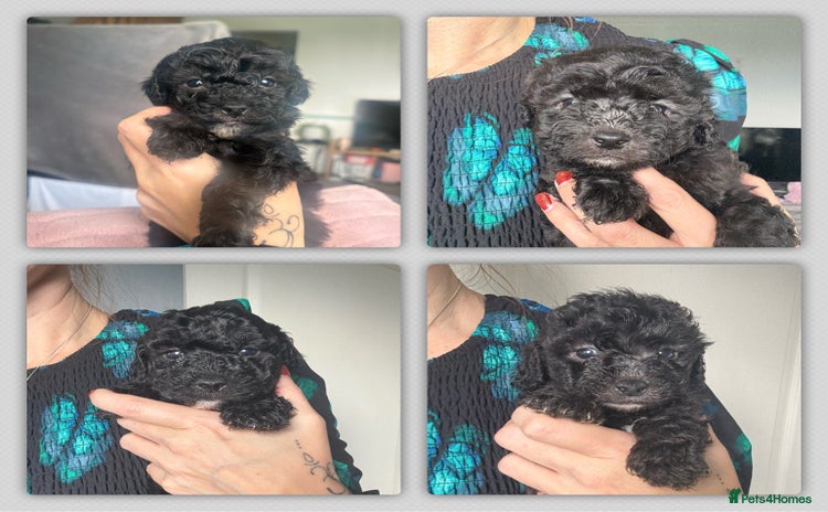 Shihpoo dogs Shihpoo 3 boys/1 girl - Advert 5