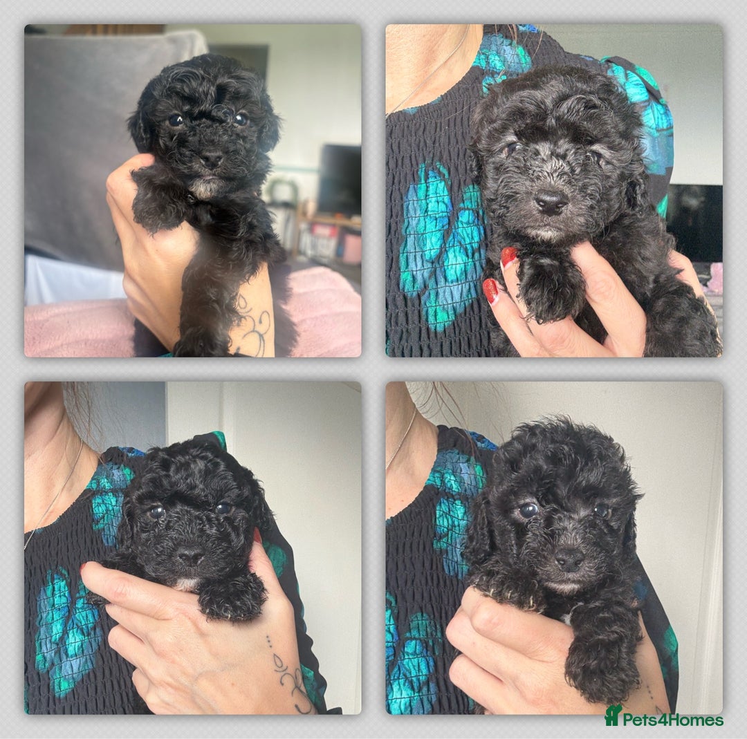 Shihpoo dogs for sale: Shihpoo 3 boys/1 girl - Advert 1