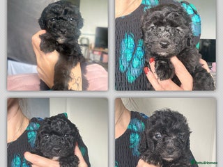 Shihpoo dogs for sale: Shihpoo 3 boys/1 girl - Advert 1