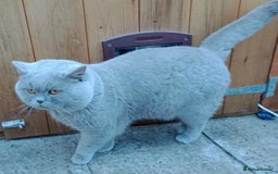 British Shorthair cats for stud: Gccf Active Lilac Stud Blood B NO LH in Manchester - Image 9