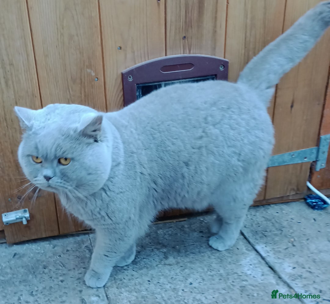 British Shorthair cats for stud: Gccf Active Lilac Stud Blood B NO LH in Manchester - Image 9