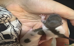 Rat rodents for sale: Babies rats (waiting list) in Honiton - Image 6