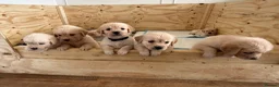 Golden Retriever dogs for sale: Golden Retriever Puppies  in Templecombe - Advert 13