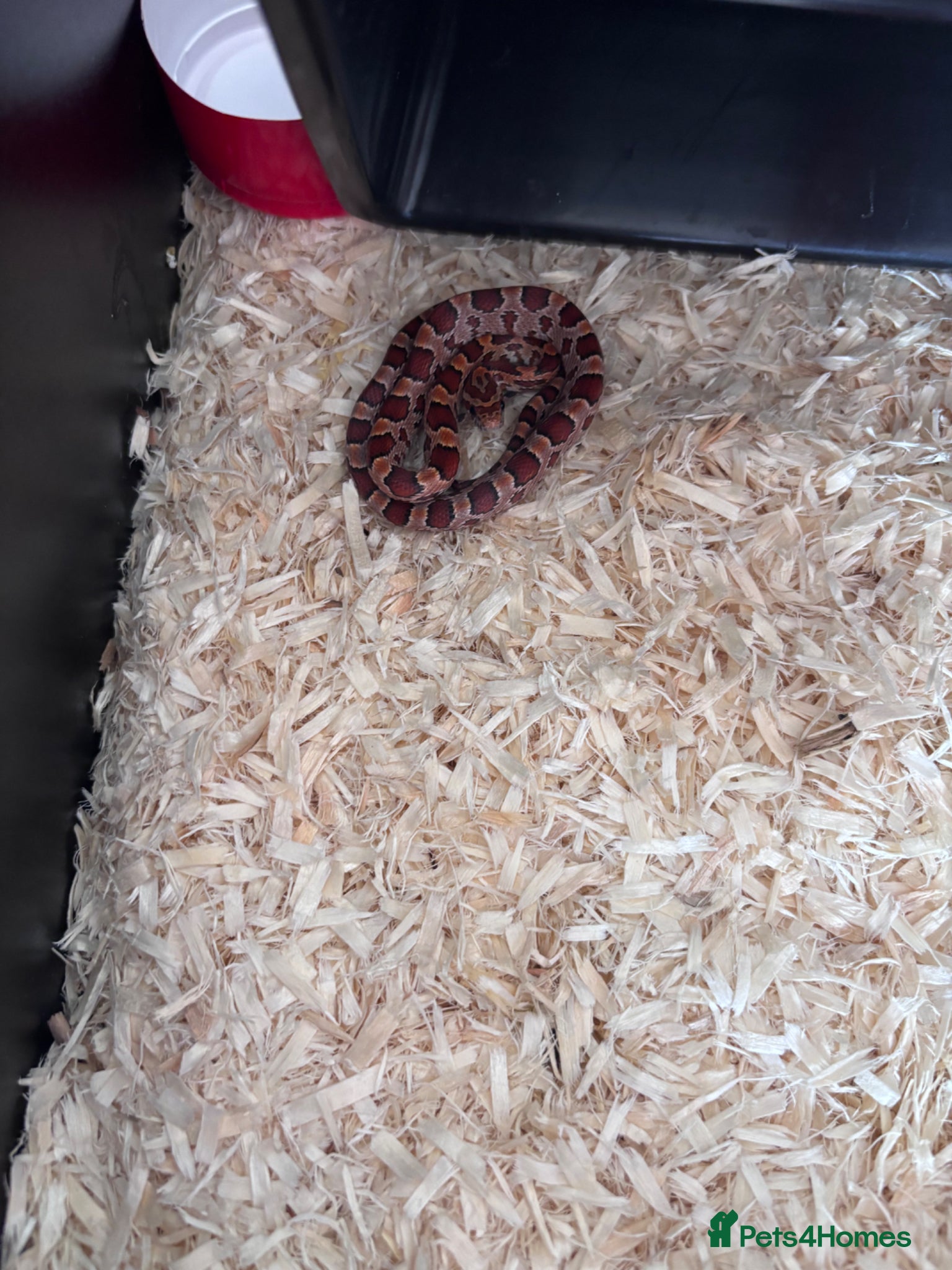 Corn Snake reptiles Baby Corn snake  - Advert 7