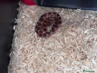 Corn Snake reptiles Baby Corn snake - Advert 7