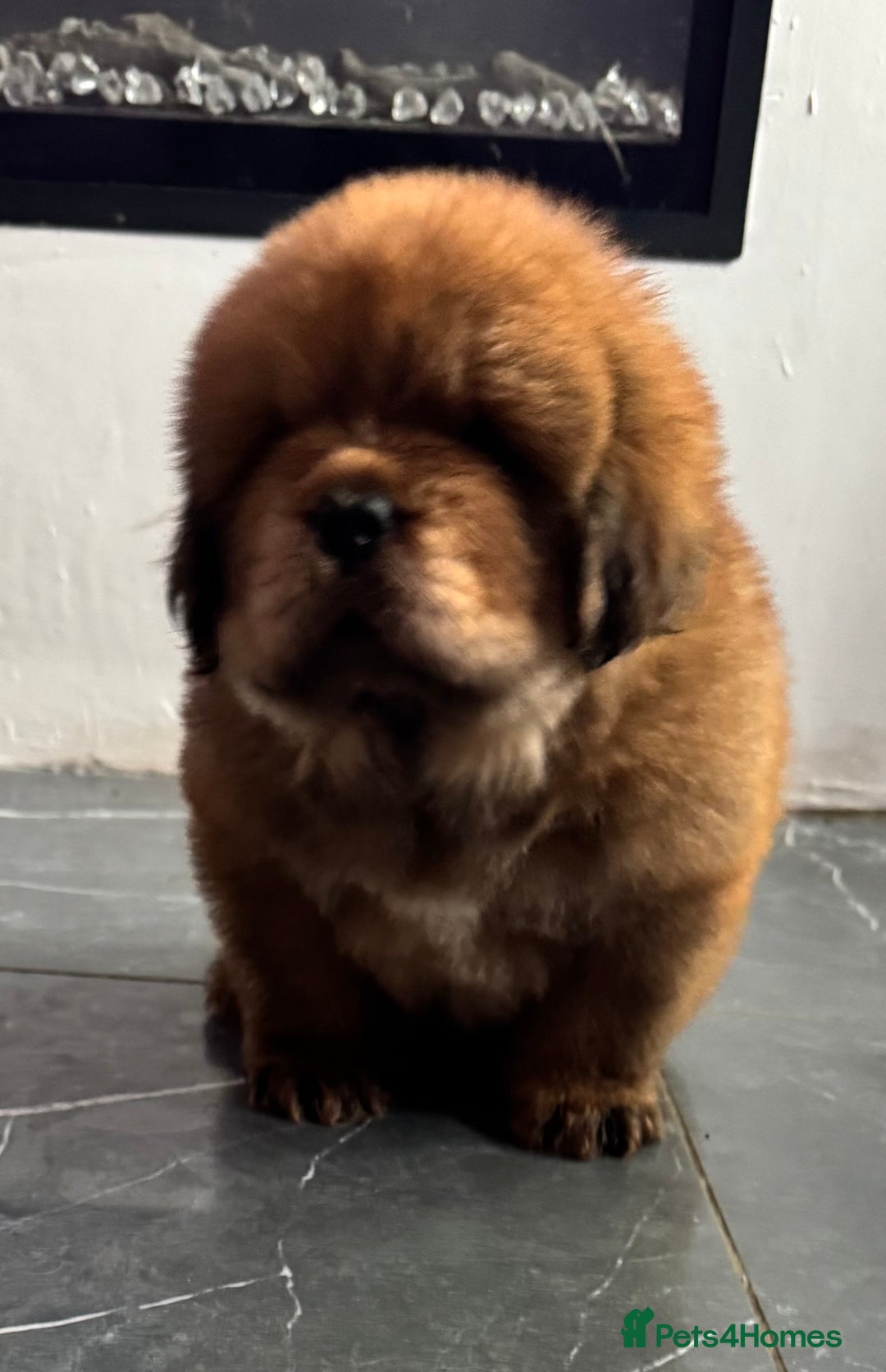 Tibetan Mastiff dogs for sale: Chinese Tibetan mastiff pups  - Image 21
