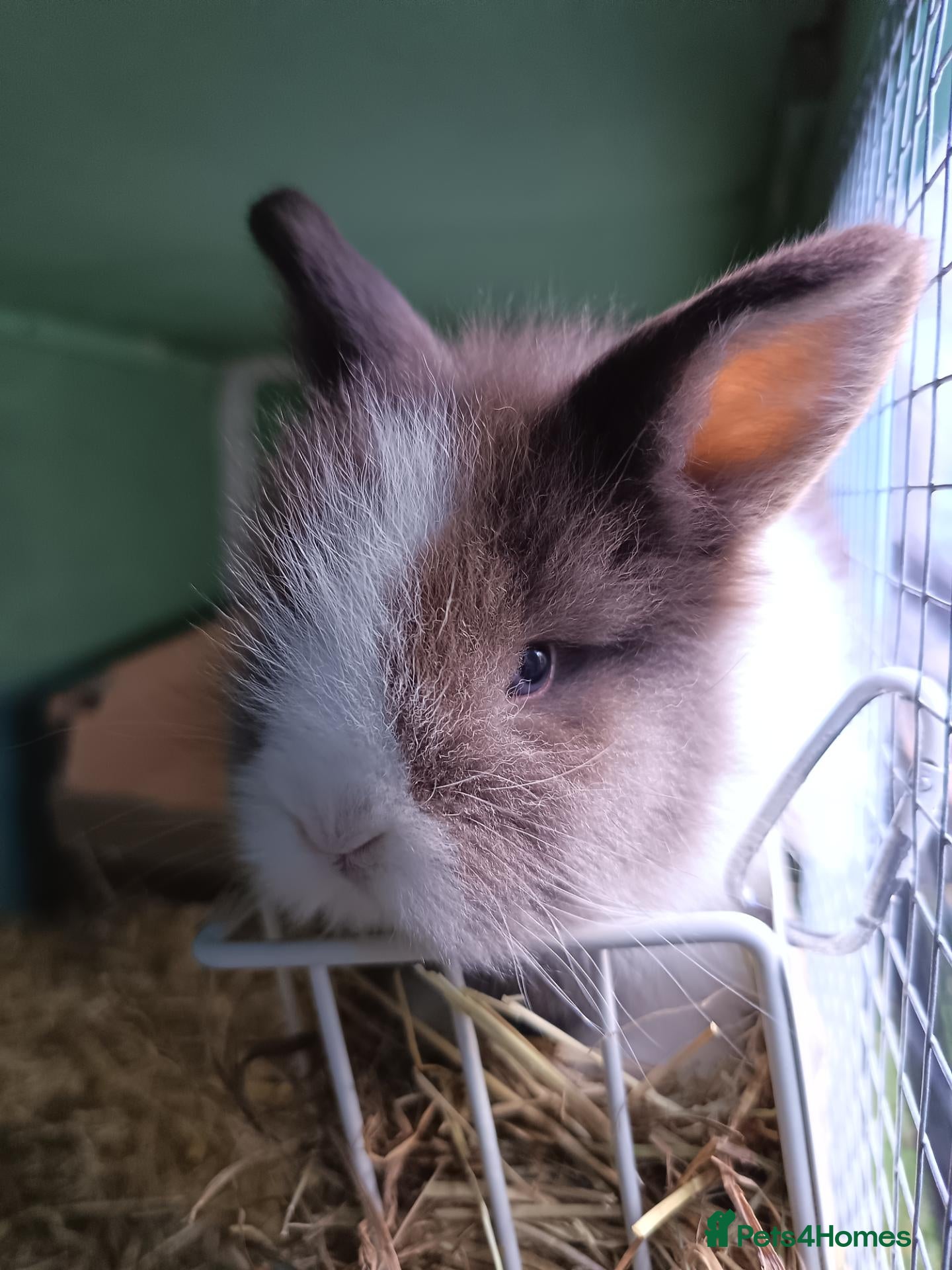 Mixed Breed rabbits Angora lion head  - Advert 4