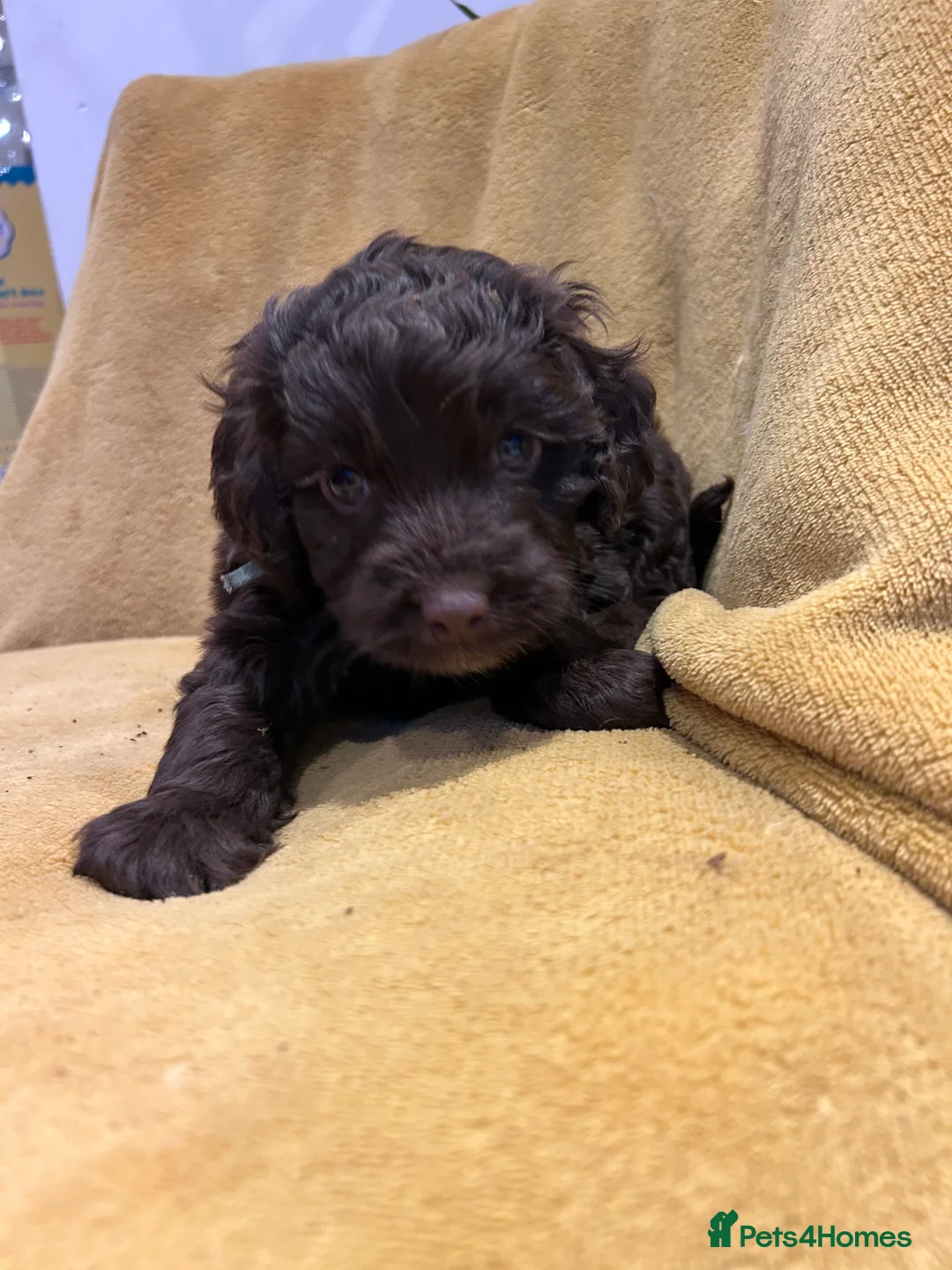 Cockapoo dogs for sale: Beautiful Cockerpoo’s in Macclesfield - Advert 10