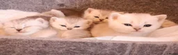 British Shorthair cats for sale: British shorthair  - Advert 10