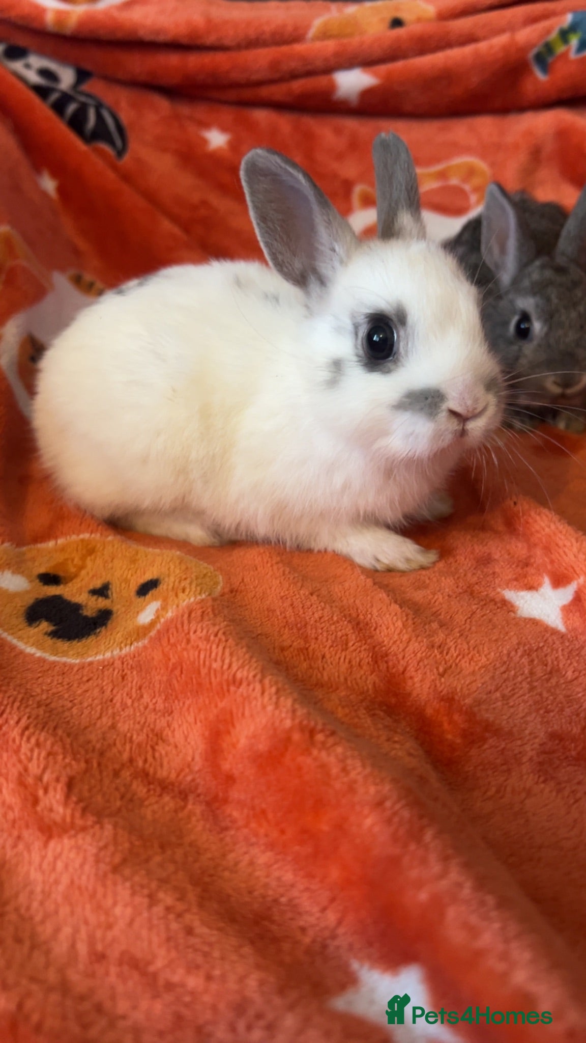 Dwarf Lop rabbits Dwarf lop  - Advert 18