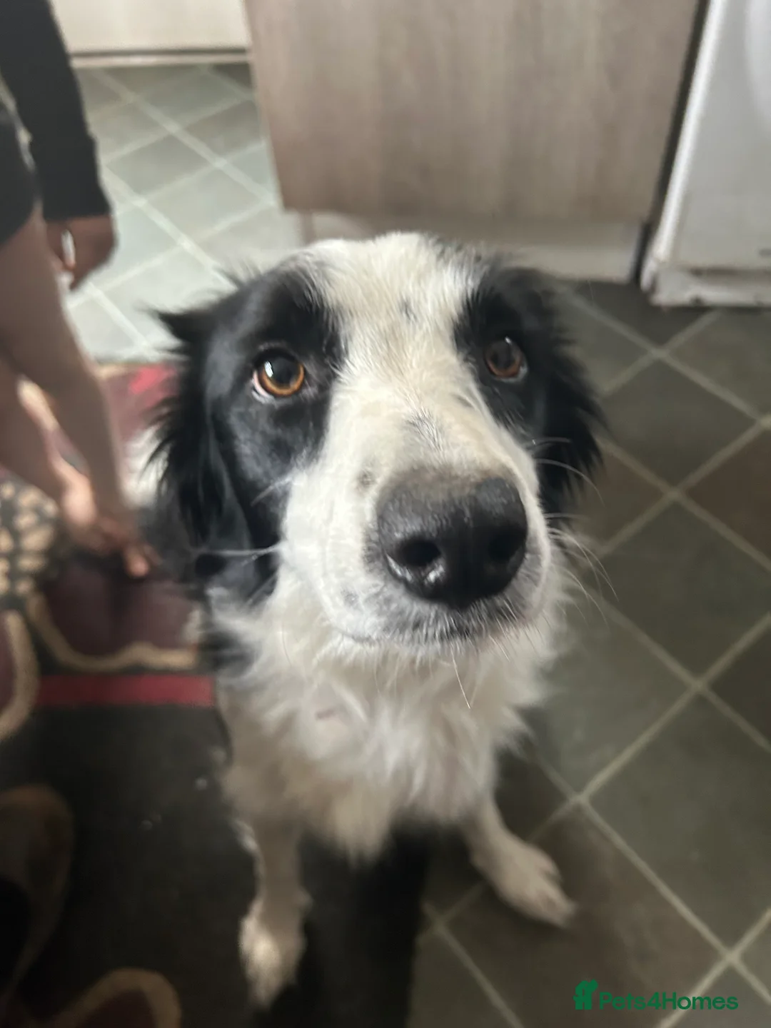Border Collie dogs for sale: stunning old fashion collie boy - Advert 2