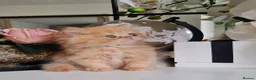 Persian cats for sale: Persian kittens  - Advert 4