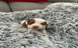 Cockapoo dogs for sale:   🐾 Cockapoo Puppies 🐶  - Image 17