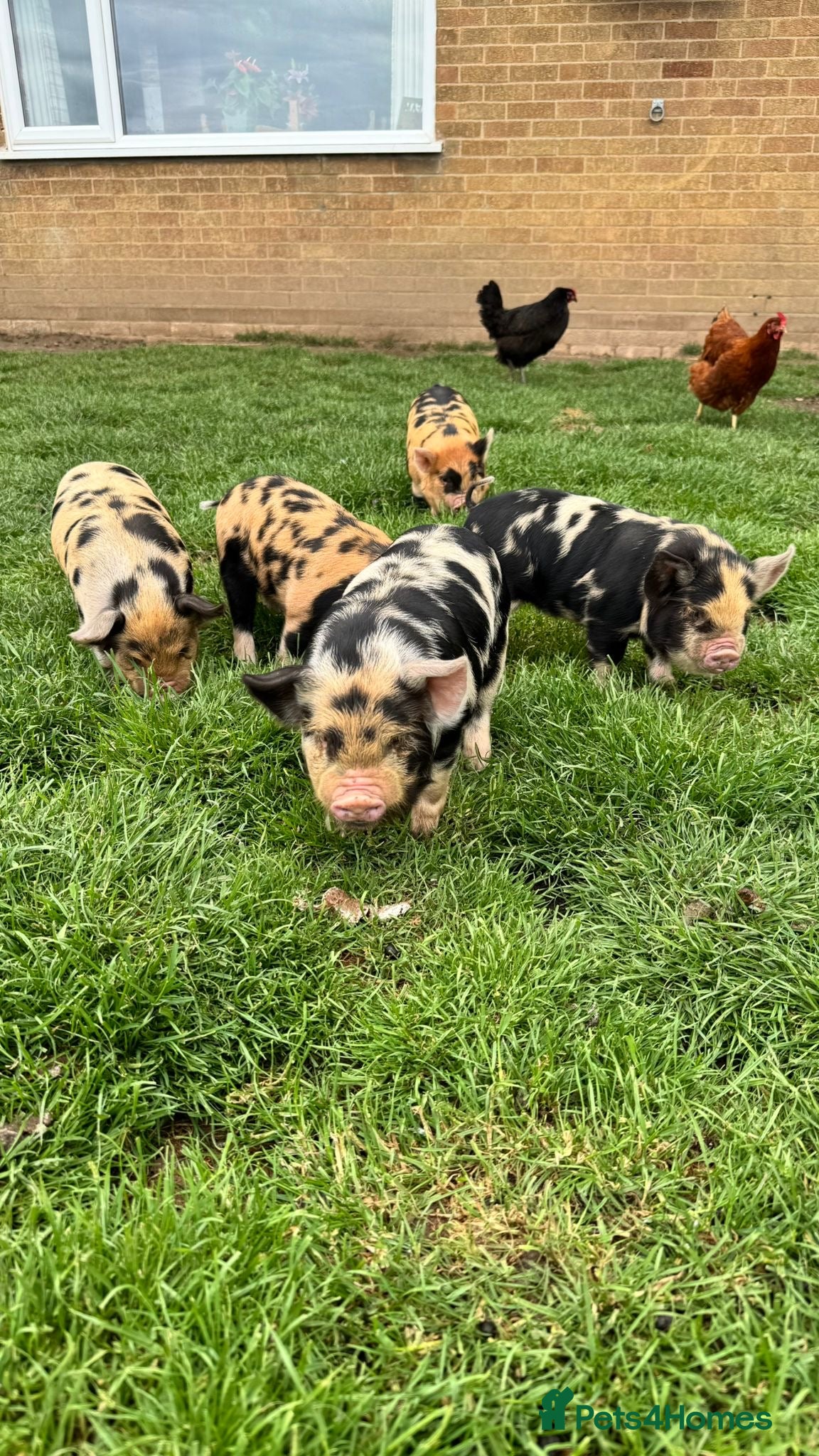 Pig livestock Pure kunekune piglets for sale.  - Advert 1