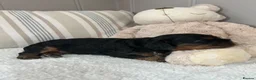 Cavalier King Charles Spaniel dogs for sale: Kc Reg’d, health tested female Cavalier pups - Advert 4