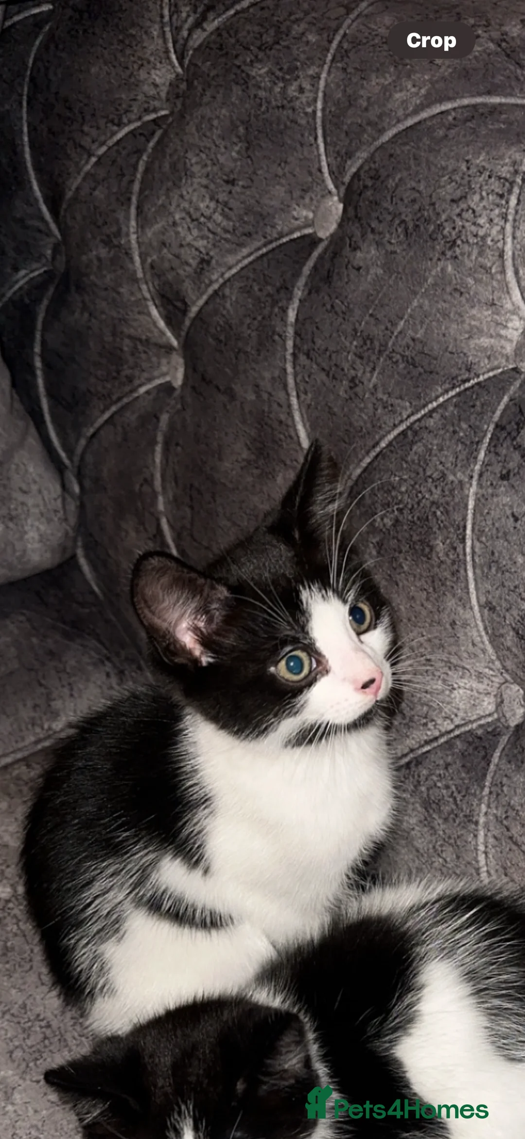 British Shorthair cats for sale: 2 lovely black and white shorthairs - Advert 2