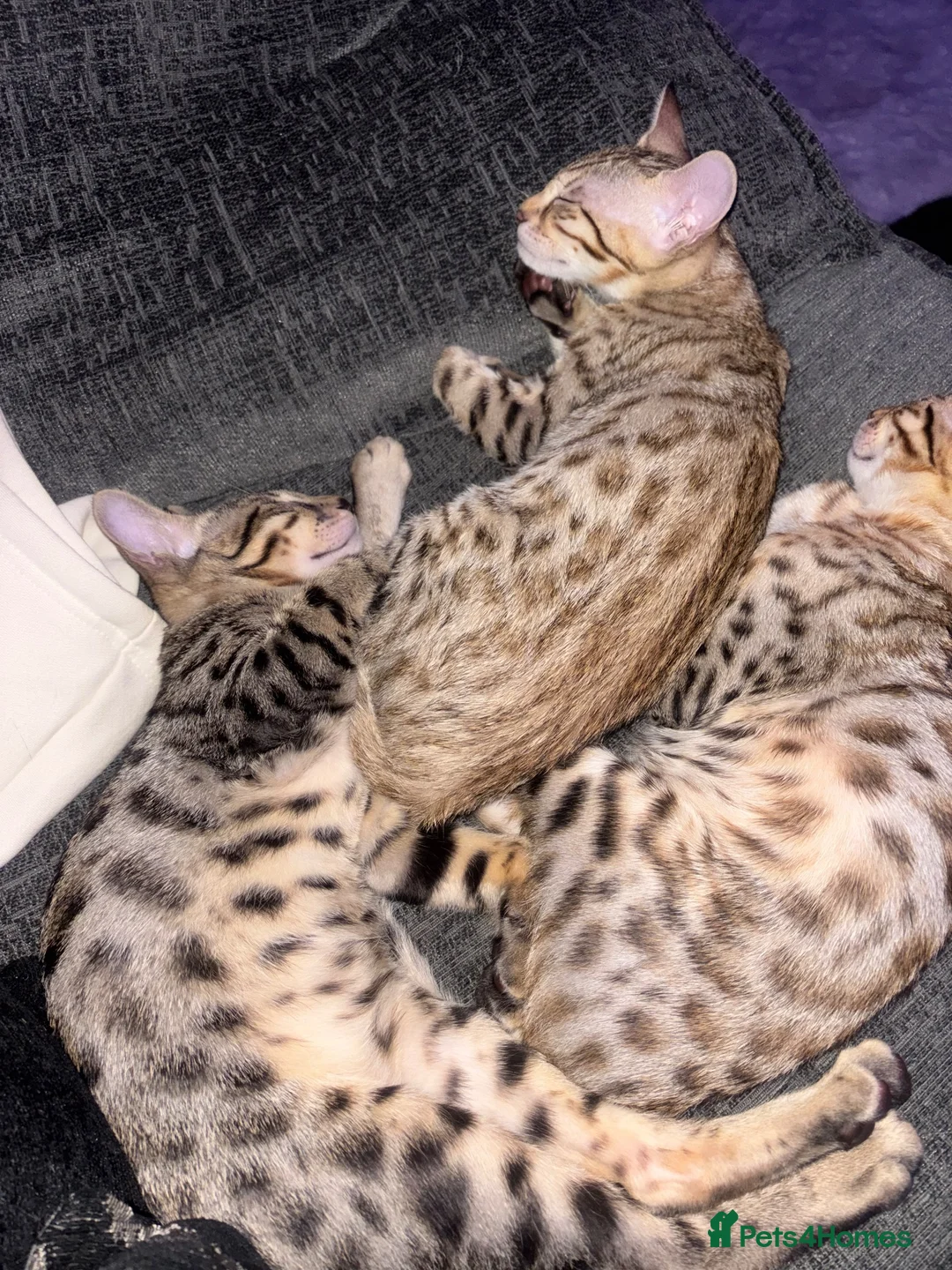 Savannah cats for sale: Savannah and Bengal hybrid kittens  - Advert 6