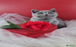 British Shorthair cats for sale: CHAMPION SIRED PEDIGREE GCCF REG BLUE BSH KITTEN - Image 2