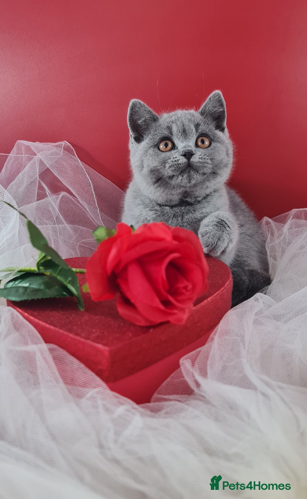 British Shorthair cats for sale: CHAMPION SIRED PEDIGREE GCCF REG BLUE BSH KITTEN - Image 2