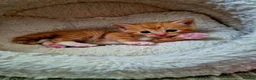 Mixed Breed cats for sale: Beautiful Playful Ginger & Tri-Colour Kittens 🐾 - Advert 4