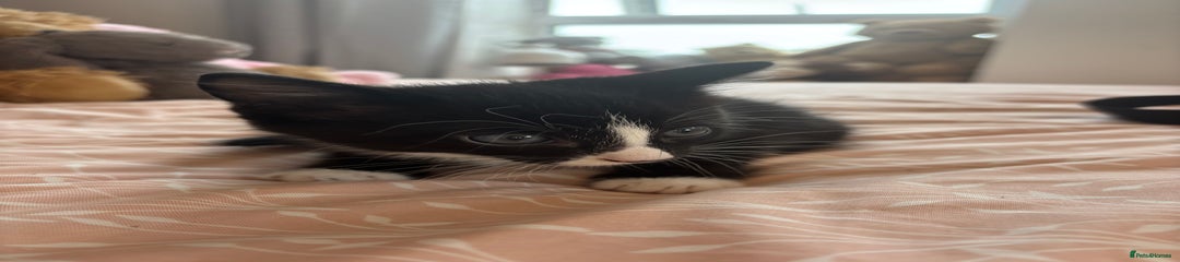 British Shorthair Kitten 2