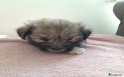 Mixed Breed dogs for sale: Jack Tzu  - Image 8