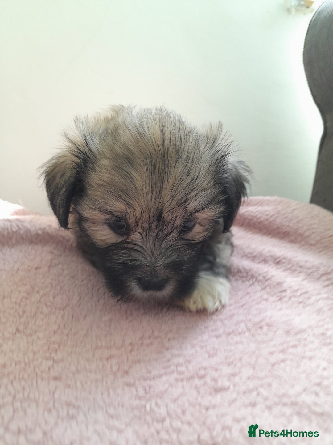 Mixed Breed dogs for sale: Jack Tzu  - Image 8