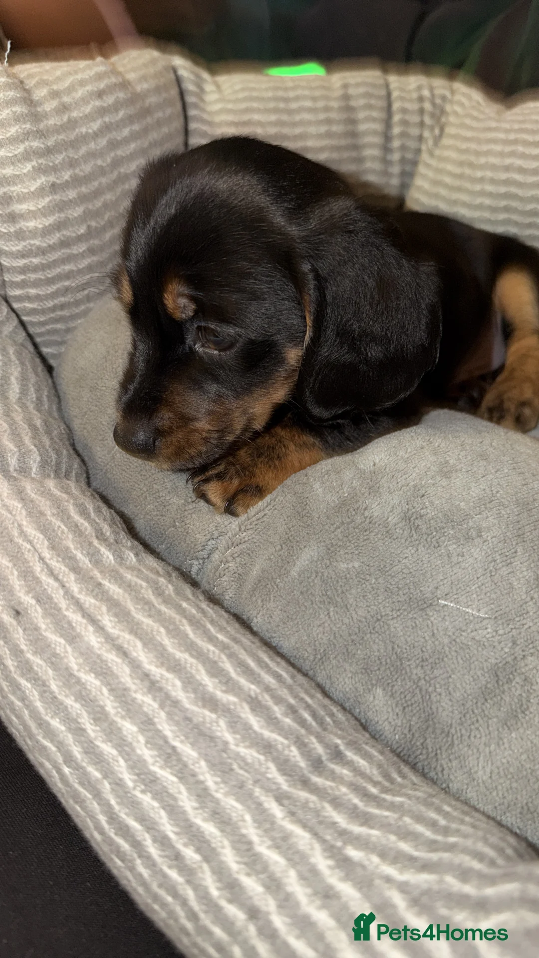 Miniature Dachshund dogs for sale: 9 week old mini dachshund offers welcomed  - Advert 2