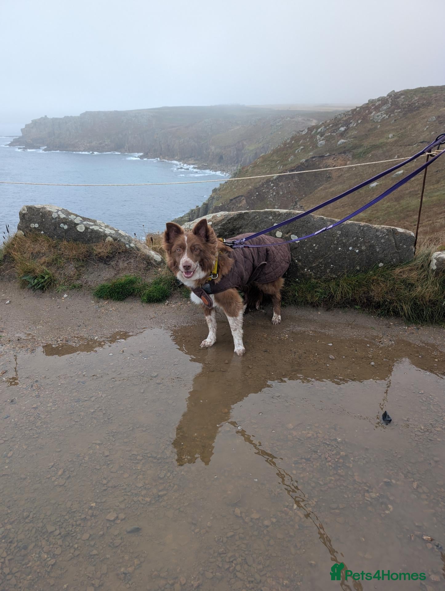 Border Collie dogs Loving border collie needs a home  - Advert 12