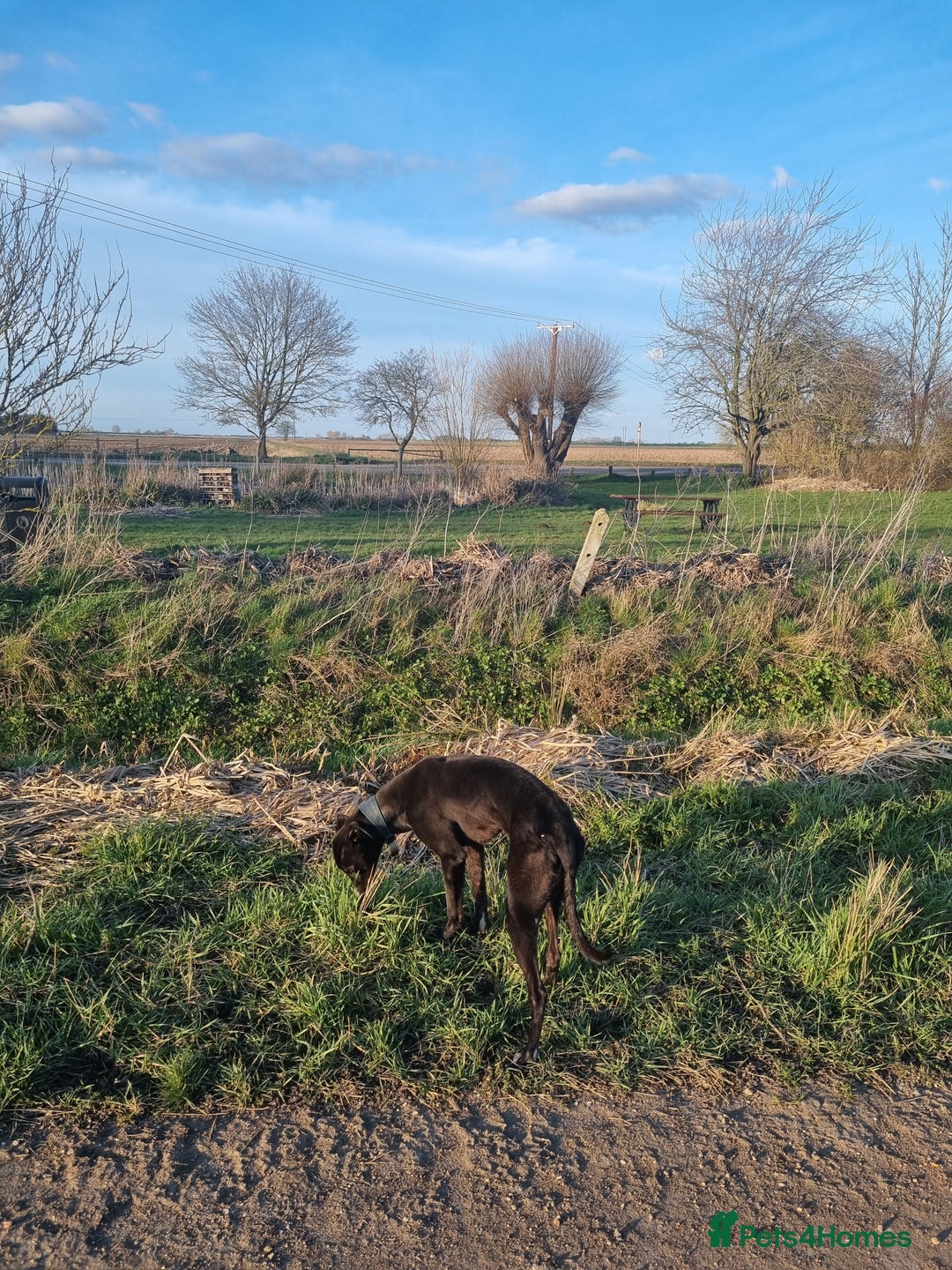 Mixed Breed dogs for sale: Greyhound x saluki male 1 year old  - Advert 2