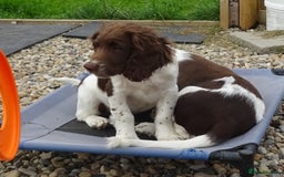 English Springer Spaniel dogs for sale: Two Gorgeous Boy English Springer Spaniel Puppies  - Image 29