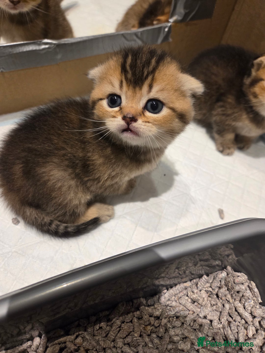 Scottish Fold cats for sale: Scottish Fold Kittens - Image 6