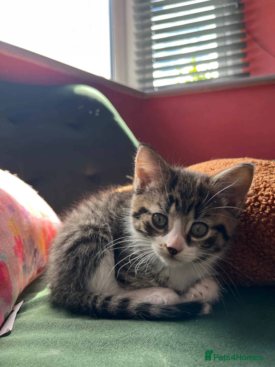 Mixed Breed cats for sale: One gorgeous girlie left for sale - Advert 2