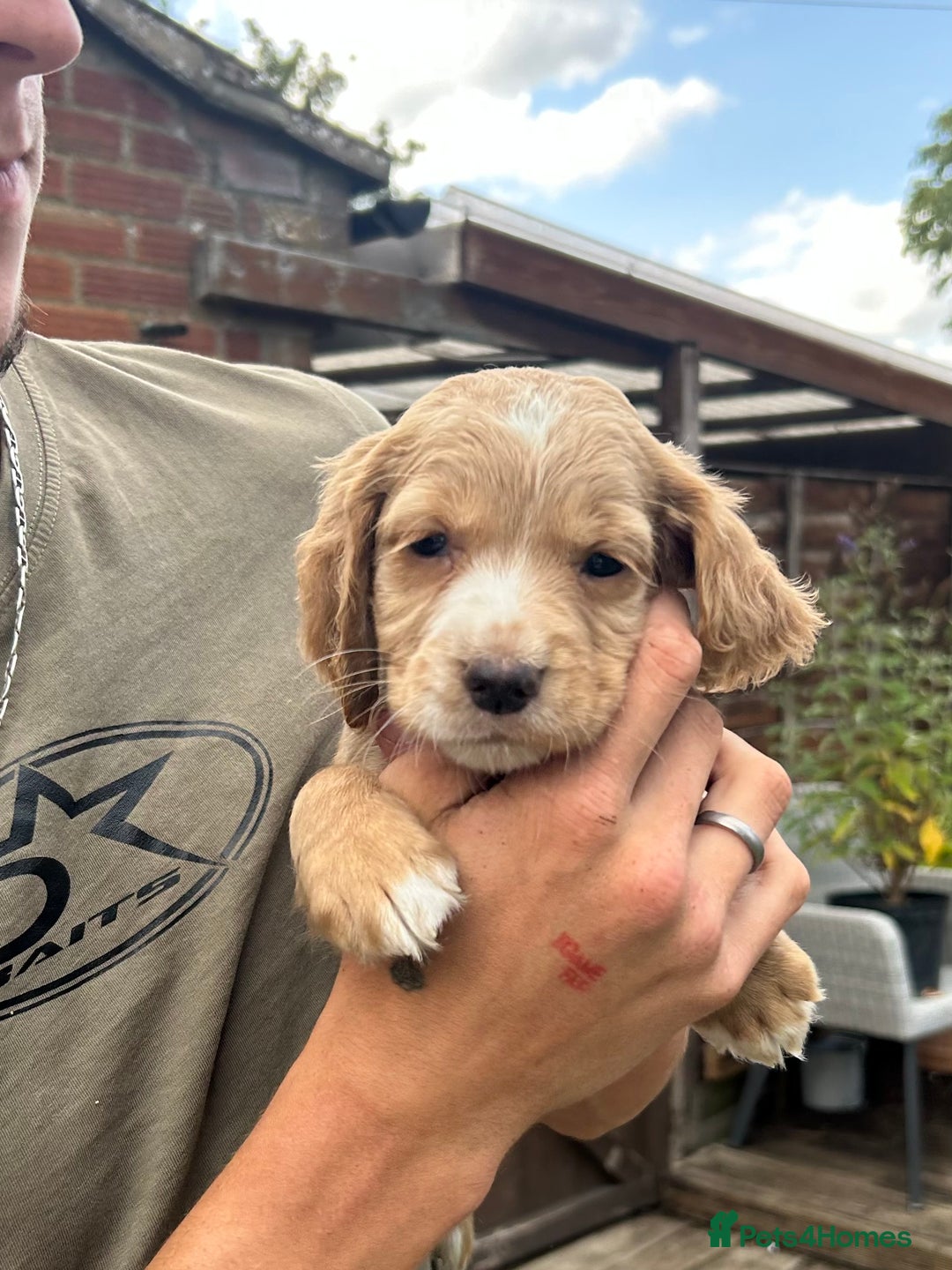 Cocker Spaniel dogs for sale: Kc working cocker spaniel Puppys  in Aylesbury - Image 4