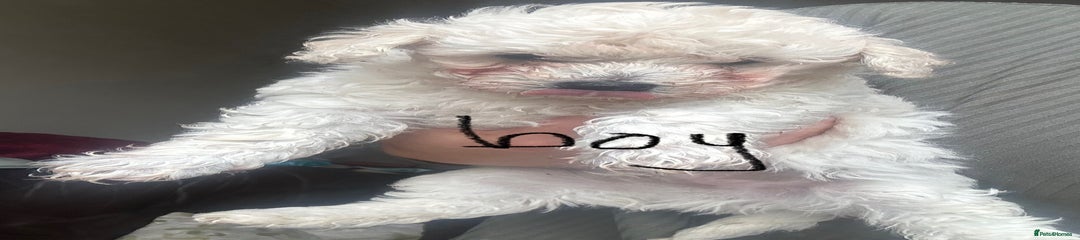 Poochon Puppy 1