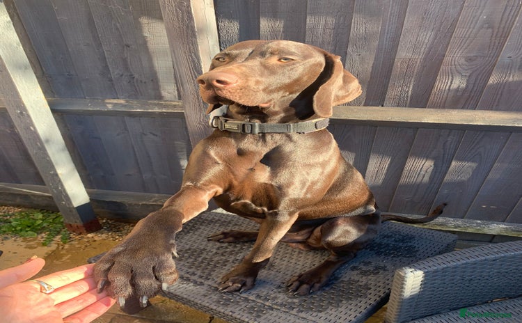 Hungarian Vizsla dogs Vizla/Vimaraner - Advert 4