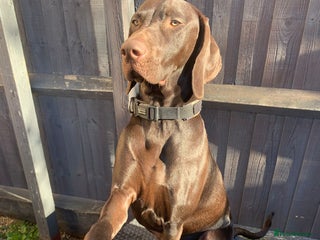 Hungarian Vizsla dogs Vizla/Vimaraner - Advert 1